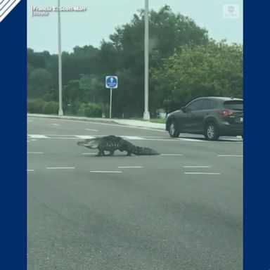 VIDEO: Massive alligator stops traffic in Florida