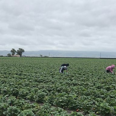 VIDEO: Farmworkers face unique risks during coronavirus pandemic