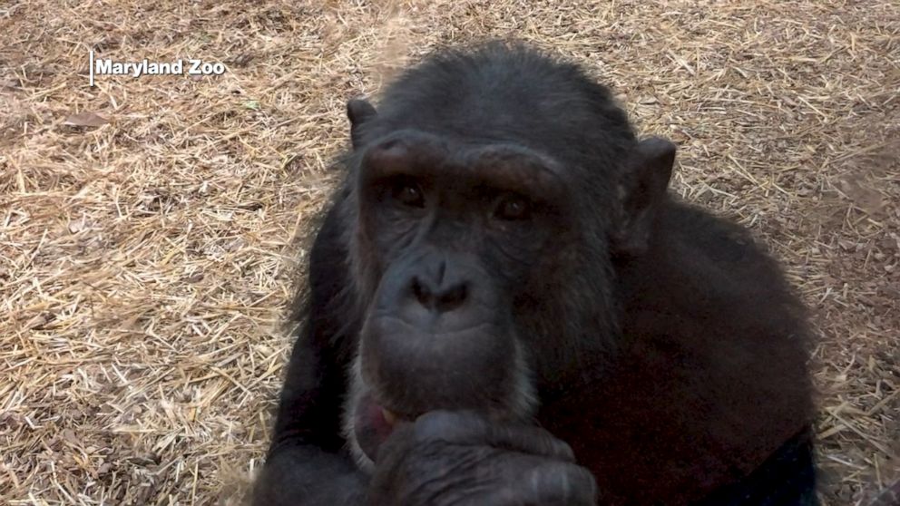 Animals feel effects of COVID19 closure at Maryland Zoo