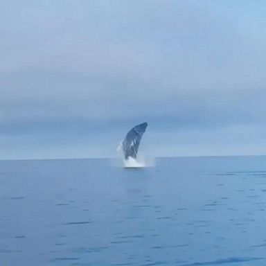 VIDEO: Majestic whale breach seen during fishing trip in Alaska