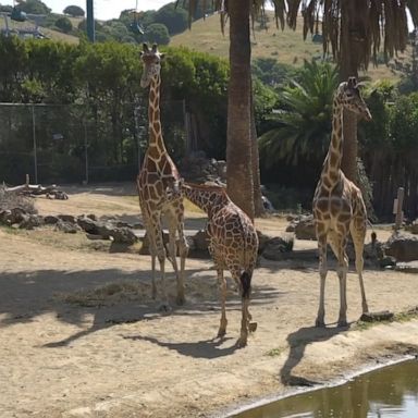  According to the zoo, 1-year-old Kijiji joined the facility based on her genetics, which were considered an excellent match for the male resident giraffe, Mabusu.