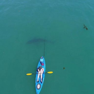 VIDEO: Shark swims close to kayaker in Monterey Bay