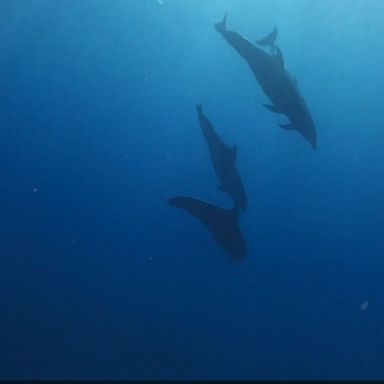 VIDEO: Family's 'magical' encounter with whales, Dolphins off Hawaii