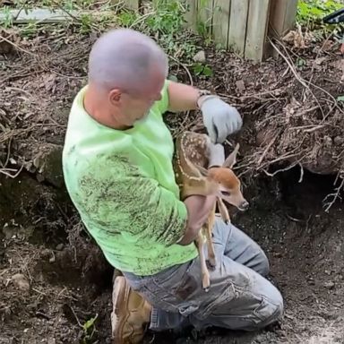 The Hackettstown Police Department in New Jersey reported that the fawn was uninjured and left to search for its mother.