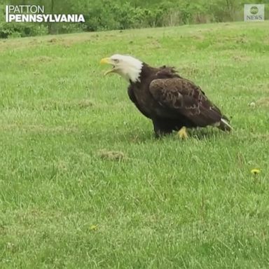 The bird was found by a trail runner about three months ago at Prince Gallitzin State Park in Pennsylvania