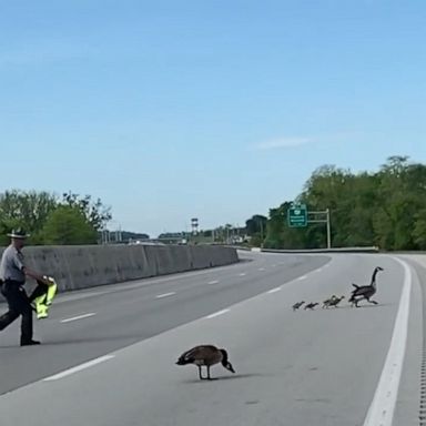 Adult geese and goslings were waddling along the side of Interstate 75.