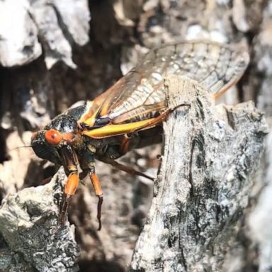 PHOTO: Entomologist Eric Day says the insects could create a “substantial noise issue” in some communities.