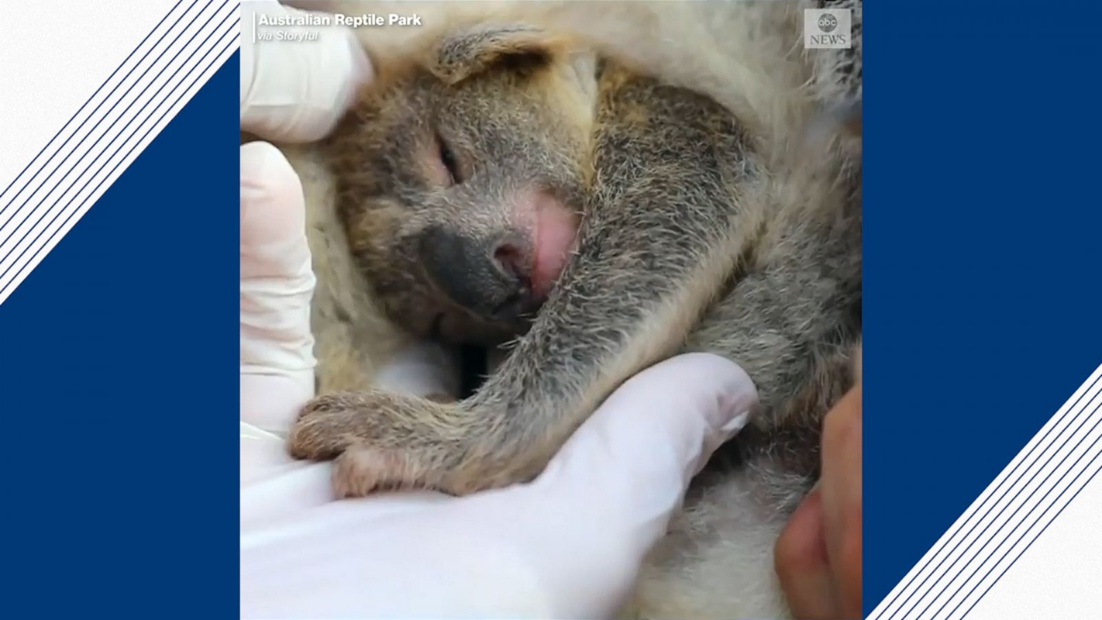 Koala bear at zoo doesn't survive surgery