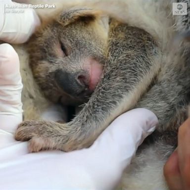 The Australian Reptile Park greeted Ash, the first koala joey born after the catastrophic bushfires that devastated the country at the end of 2019 and into early 2020.