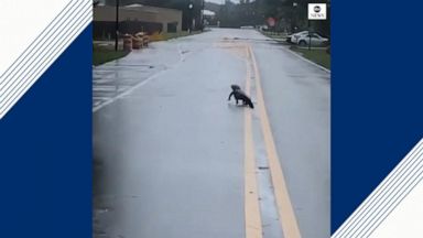 alligator attack carolina north rainy scampers across road