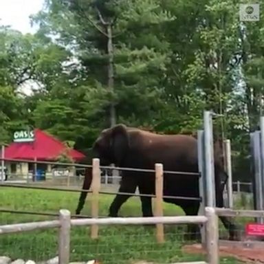 An African elephant took a trip around the vacant zoo while the facility is temporarily closed to the public during the coronavirus pandemic. 