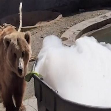 Tundra the grizzly bear enjoys bubble bath