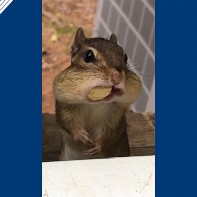 A nature photographer in Maryland snapped the chipmunk eating a snack.