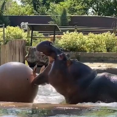 Mahali the hippo splashed around his pool with a huge enrichment ball.