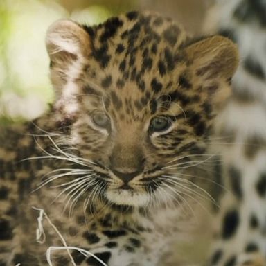 VIDEO: Pair of rare leopard cubs romp at San Diego Zoo