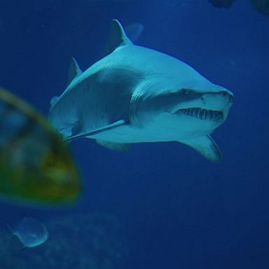 Swimming with a buddy and not wearing bright colors can help you avoid encounters with sharks.