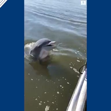 The dolphin popped out of the water several times to get a good look at dogs on a boat in Isle of Hope, Georgia.