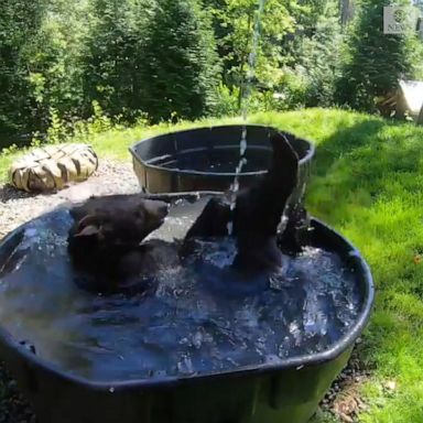 Takoda, a 400-pound black bear living in Oregon Zoo, enjoyed a refreshing dip in his wading pool.