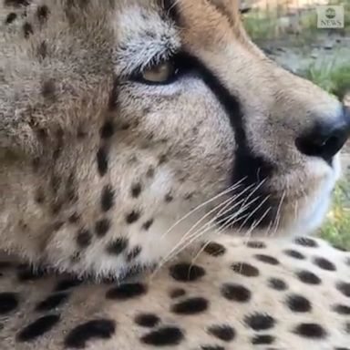 Although cheetahs are not usually relaxed around humans, Gat, an 8-year-old at Smithsonian’s National Zoo was hand-raised by zoo keepers and is very comfortable in their presence.