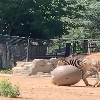 Zebra takes a tumble at Denver zoo