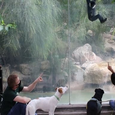 VIDEO: Foster dogs and kittens visit San Antonio Zoo