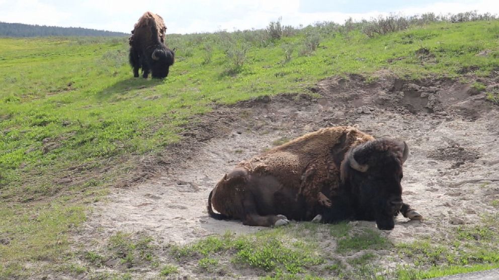Video Woman gored by bison at Yellowstone National Park ABC News