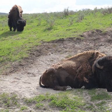 VIDEO: Woman gored by bison at Yellowstone National Park