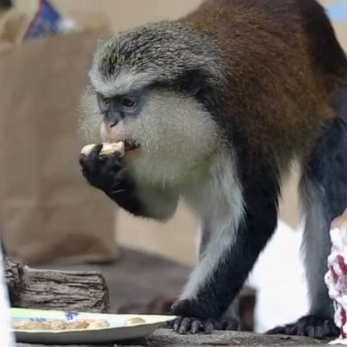 The Dallas Zoo celebrated the birthday of their 31-year-old monkey, Asante, one of the oldest mona monkeys in human care worldwide.