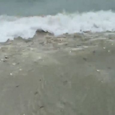 A Myrtle Beach resident shared a video of the starfish going in and out with the tide.