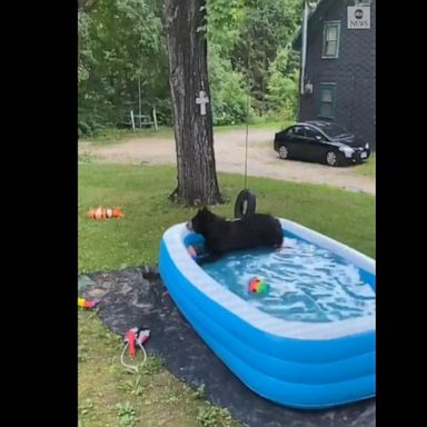 VIDEO: Bear cools off in inflatable swimming pool