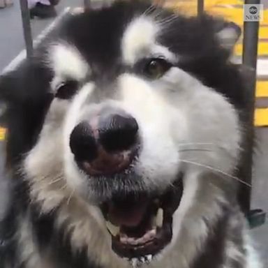 An adorable pup joined in the painting of a "Black Lives Matter" mural outside Trump Tower, as a vocal supporter.