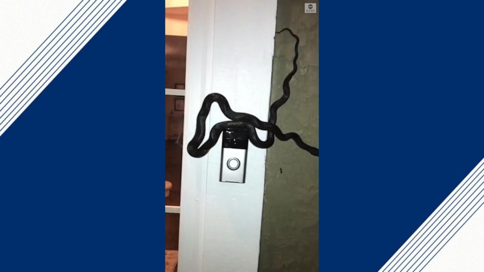 Snake 2024 rings doorbell