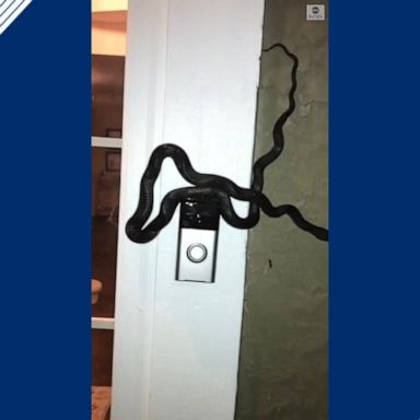 VIDEO: Snake rings doorbell of Kansas home