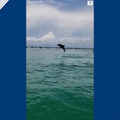 A Florida man spotted the dolphin when he and his son were returning from a fishing trip.