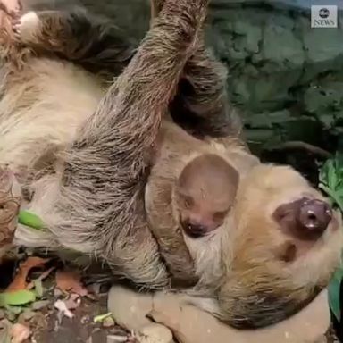 Mom Fiona gave birth to the baby sloth in May at the Roger Williams Park Zoo in Providence, Rhode Island.