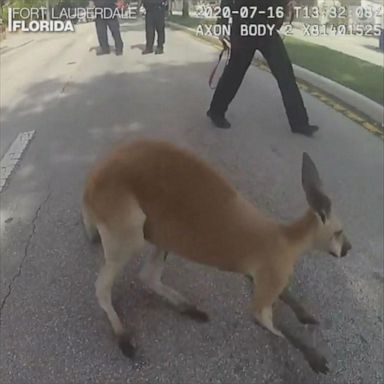 VIDEO: Police capture kangaroo hopping around