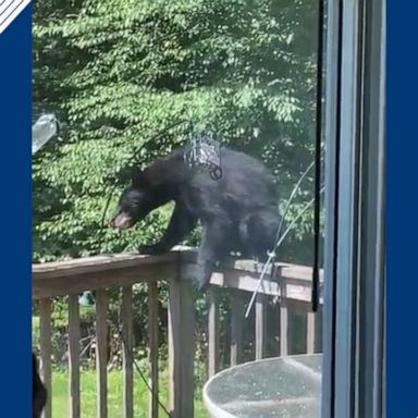 A Pennsylvania resident said she is accustomed to seeing a variety of wildlife, but seeing a bear climbing up to her deck is a first. 