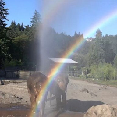 Two Asian elephants, Samudra and Samson, have lived together at the Oregon Zoo since May 2019.