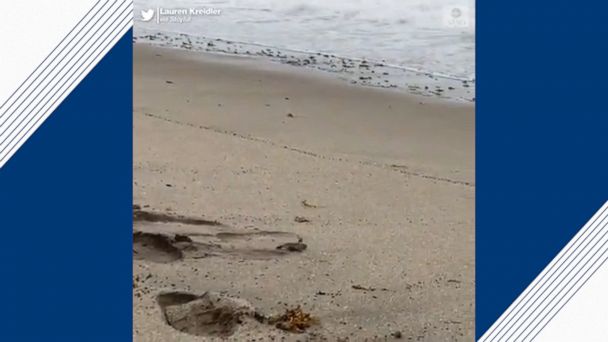 Baby sea turtle crawls into surf on Florida beach