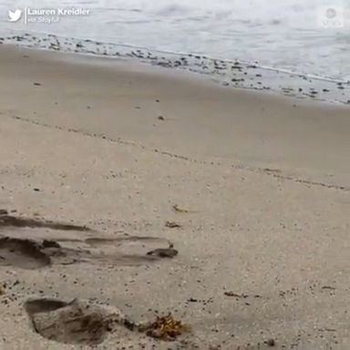 A brave turtle made a run for the ocean in Jupiter, Florida, as Tropical Storm Isaias churns toward the state. 