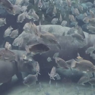 Fiona the hippo swims with her mom