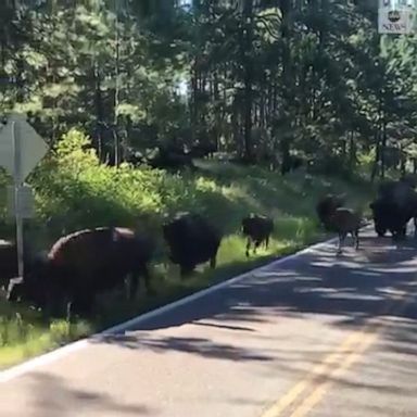 A herd of bison was spotted trotting alongside a group of bikers on their way to the Sturgis Motorcycle Rally.