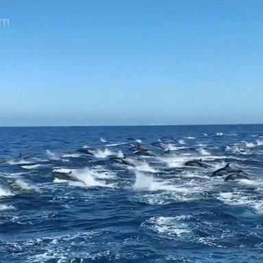 VIDEO: Huge pod of dolphins 'stampedes' through California waves