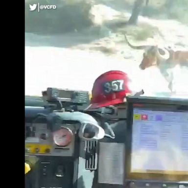 VIDEO: 'Ferdinand' the bull chases firefighters as they battle California blaze