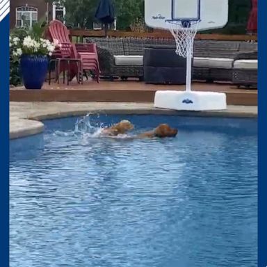 An adult dog, Riley, helped a 4-month-old puppy to feel at ease in the family’s backyard swimming pool in Ohio.