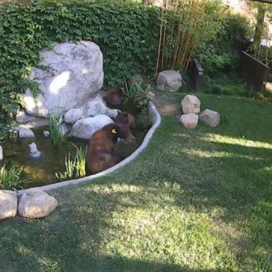 The family of bears relaxed in a Pasadena family’s backyard.