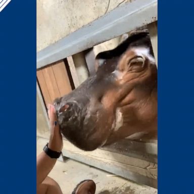 The famous hippo Fiona, spent some time bonding with a zookeeper in Cincinnati. 