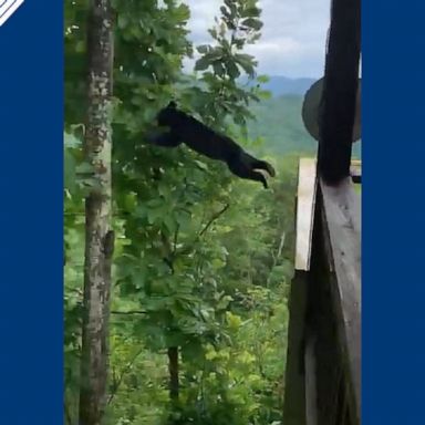 A black bear in North Carolina made the jump from a porch to a nearby tree when he realized he was being watched.