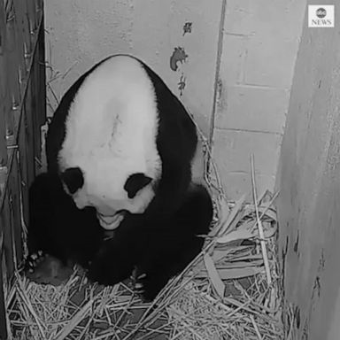 Mei Xiang, the 22-year-old giant panda, gave birth to the cub on Friday, according to the National Zoo in Washington, D.C.