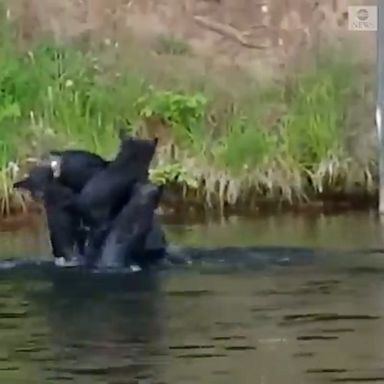 A bear swam across Lake Chippewa in Wisconsin while carrying three cubs on her back.